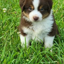 Aussiedoodle and Miniature Australian Shepherd Puppies from Cane Creek Aussies