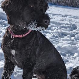 Portuguese Water Dog Puppies from Charly's Angels Portuguese Water Dogs