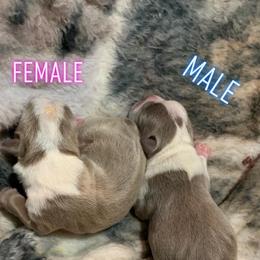 Boston Terrier Puppies from Heather's Boston Babies