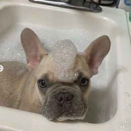 French Bulldog Puppies from Rhonda Larkins' French Bulldogs