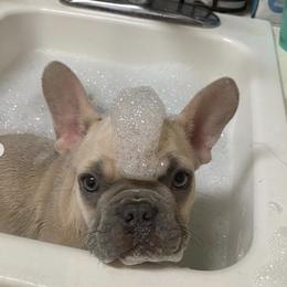 French Bulldog Puppies from Rhonda Larkins' French Bulldogs