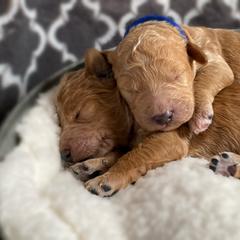 Double Doodle and Goldendoodle Puppies from Golden Paw Doodles