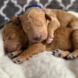 Double Doodle and Goldendoodle Puppies from Golden Paw Doodles