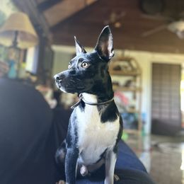 Rat Terrier Puppies from Haiku Rat Terriers