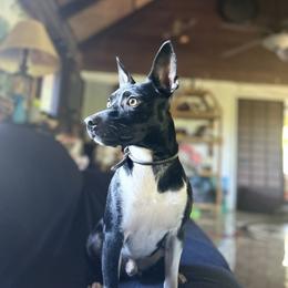 Rat Terrier Puppies from Haiku Rat Terriers
