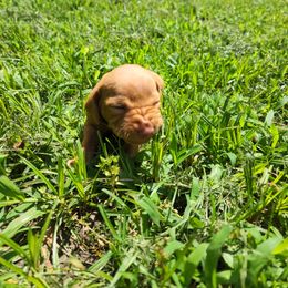 Vizsla Puppies from Western Tennessee Vizslas