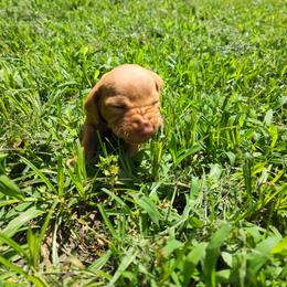 Vizsla Puppies from Western Tennessee Vizslas