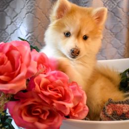 Pomsky Puppies from Gemstone Pomskies