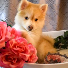 Pomsky Puppies from Gemstone Pomskies