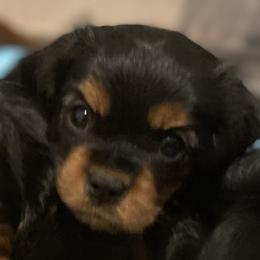 Cavalier King Charles Spaniel Puppies from Neal Cavaliers