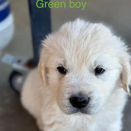 Boy 5 - Light golden male Golden Retriever puppy in Orland, California from Brownfield’s English Cream Golden Retrievers