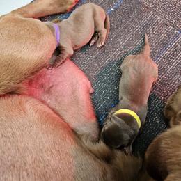 Purple Collar - Chocolate female Labrador Retriever puppy in Boyd, Minnesota from Lindley Labradors