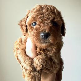 Star - Red female Cavapoo puppy in Greenville, South Carolina from Reedy River Doodles