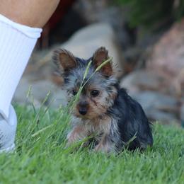 Ferb - Black and tan male Yorkshire Terrier puppy in Ceres, California from Mr.Yorkie