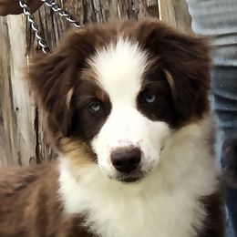 Luscious - Miniature American Shepherd