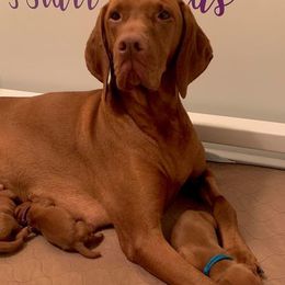 Vizsla Puppies from 5Starr Vizsla