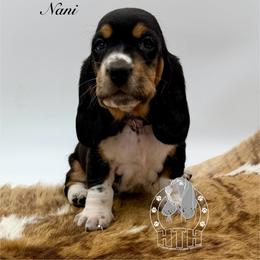 Nani - Black white and brown female Basset Hound puppy in Dingess, West Virginia from Tuckers' Howling Hounds