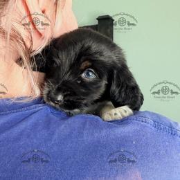 Mr. Dk. Blue-2400 - Dapple male Dachshund puppy in Sparr, Florida from From the Heart Doxies