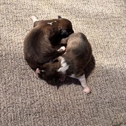 Not named - Sable and white female Shetland Sheepdog puppy in Woodbury, Pennsylvania from Mejimo