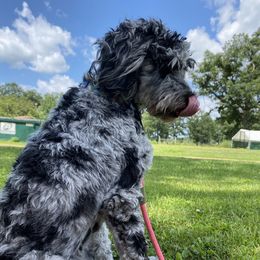 Jojo - Goldendoodle