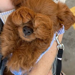 Goldendoodle and Poodle Puppies from Gorgeous Goldendoodles