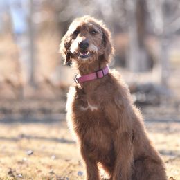 Libby - Goldendoodle