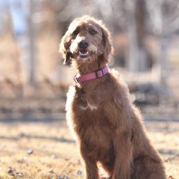 Libby - Goldendoodle
