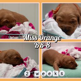 BB8 - Dark golden female Golden Retriever puppy in Driggs, Idaho from SK Golden Retrievers