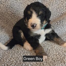 Green Boy - Tri-color male Bernedoodle puppy in Brea, California from River Doodles