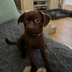 Pinky - Brown female Brussels Griffon puppy in Gastonia, North Carolina from BZB Frenchies, Griffs & Long hair Chihuahuas