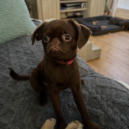 Pinky - Brown female Brussels Griffon puppy in Gastonia, North Carolina from BZB Frenchies, Griffs & Long hair Chihuahuas