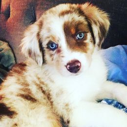 Australian Shepherd Puppies from Peacock’s Pride Australian Shepherds
