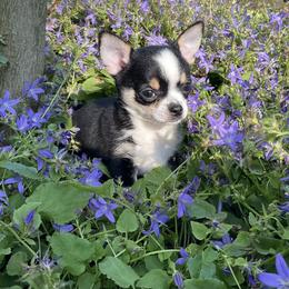 Chihuahua Puppies from Knox Rock'n Chihuahuas