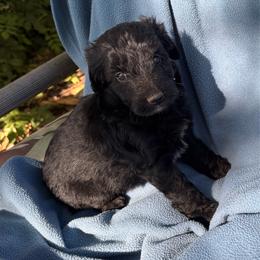 Flax - Black male Labradoodle puppy in Somerset, California from Annie’s Animals