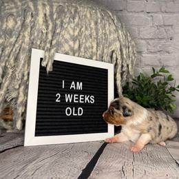 Princess Elsa - Blue merle female Miniature Australian Shepherd puppy in Peoria, Arizona from B My Sunshines Mini Aussies