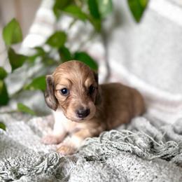 Boy 1 - Dapple male Dachshund puppy in Colville, Washington from G&B Iron Mountain Dachshunds