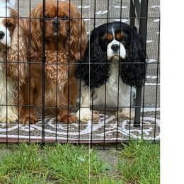 Cavalier King Charles Spaniels from Summer Cavaliers