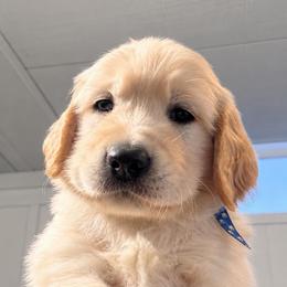 Iceman - Golden male Golden Retriever puppy in Fresno, California from Warwick’s Central California Goldens