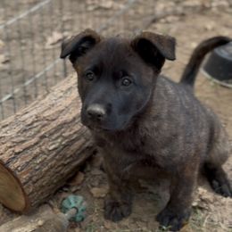 Male Malinois - dark - high drive - great for active lifestyle - Black sable male Belgian Malinois puppy in Dallas, Texas from OreVis Malinois