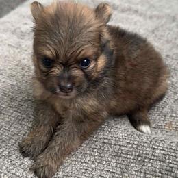 Pomeranian Puppies from Itty bitty friends