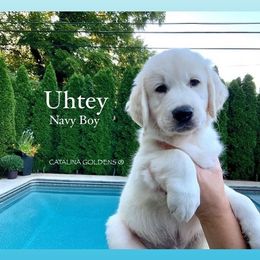 Golden Retriever Puppies from Catalina Goldens European Pedigree Companions®