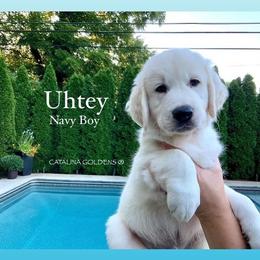Golden Retriever Puppies from Catalina Goldens European Pedigree Companions®