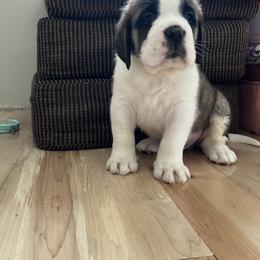 Lightning - Red and white male Saint Bernard puppy in New Sharon, Maine from Kimball Pond  Saint Bernards