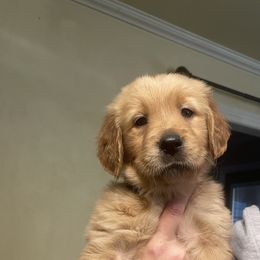 Golden Retriever Puppies from Golden Breed