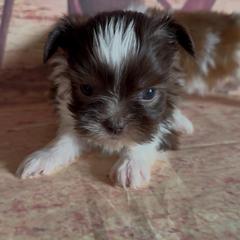 Laramie - Liver and white male Shorkie puppy in Idaho from Little Rascal Ranch
