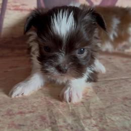 Laramie - Liver and white male Shorkie puppy in Idaho from Little Rascal Ranch