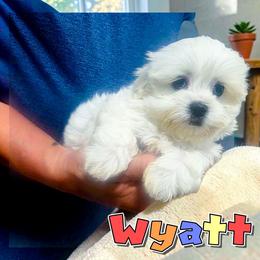 Wyatt - White male Mal-Shi puppy in Belleville, Michigan from Michigan Maltese Puppies