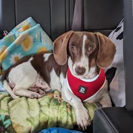 Charlie - Dachshund