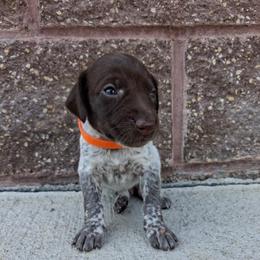 Girl 3 - female German Shorthaired Pointer puppy in Potosi, Wisconsin from Point and Flush Gun Dogs