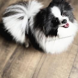 Orca - Pomeranian
